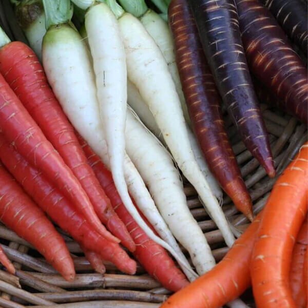 Carrot Seeds - West Coast Seeds